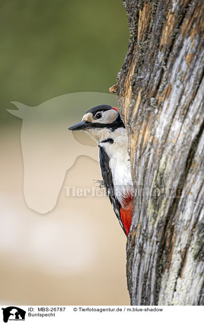 Buntspecht / MBS-26787