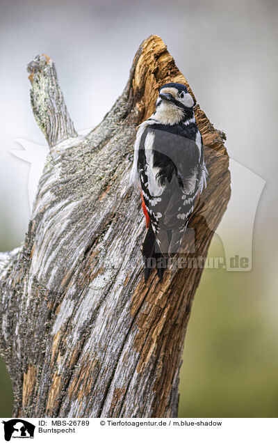 Buntspecht / great spotted woodpecker / MBS-26789