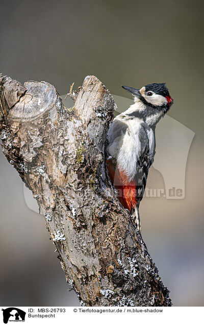 Buntspecht / great spotted woodpecker / MBS-26793