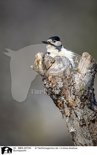 Buntspecht / great spotted woodpecker / MBS-26794