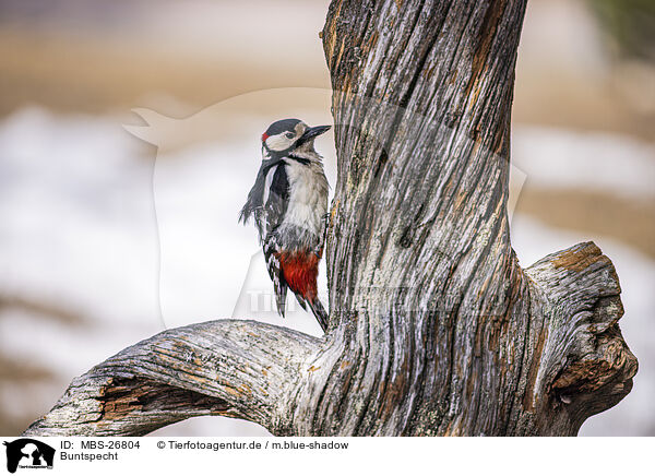 Buntspecht / great spotted woodpecker / MBS-26804