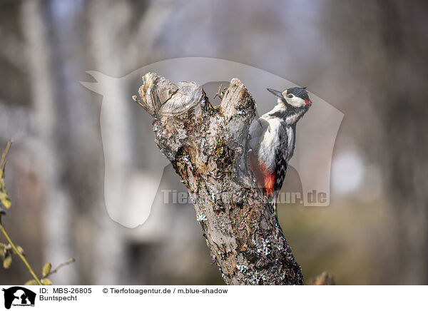 Buntspecht / great spotted woodpecker / MBS-26805