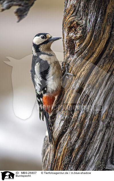 Buntspecht / great spotted woodpecker / MBS-26807