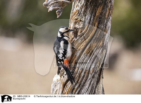 Buntspecht / great spotted woodpecker / MBS-26814