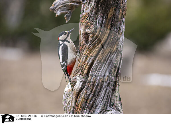 Buntspecht / great spotted woodpecker / MBS-26816