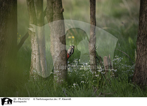 Buntspecht / great spotted woodpecker / PK-01412
