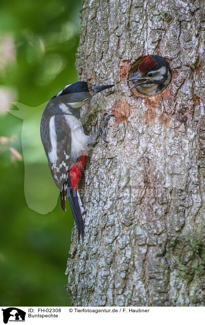 Buntspechte / great spotted woodpeckers / FH-02308