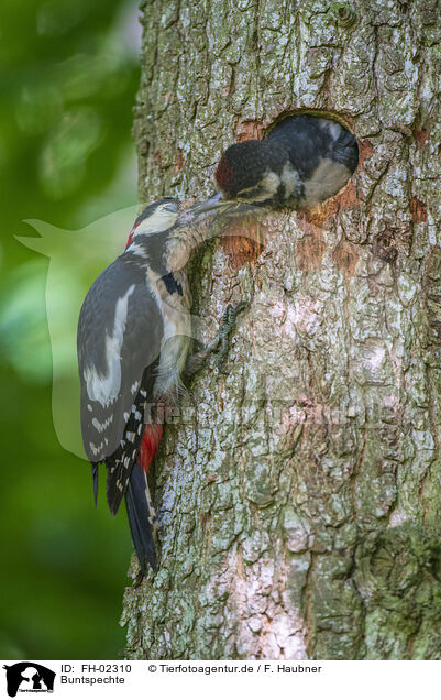 Buntspechte / great spotted woodpeckers / FH-02310
