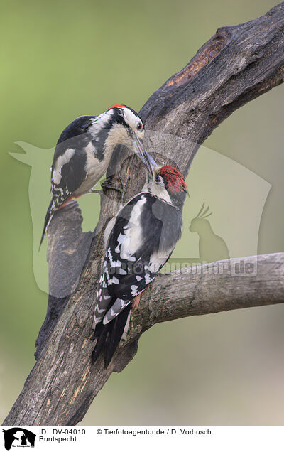 Buntspecht / great spotted woodpecker / DV-04010