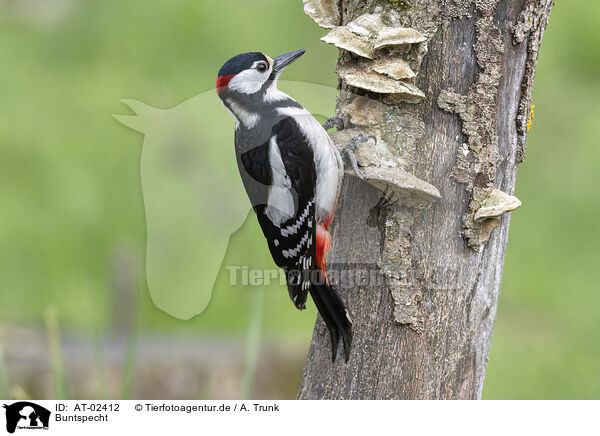 Buntspecht / great spotted woodpecker / AT-02412