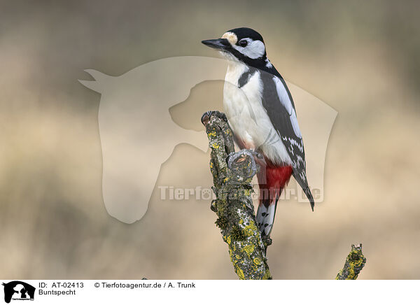 Buntspecht / great spotted woodpecker / AT-02413