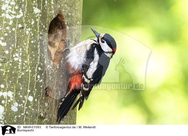 Buntspecht / great spotted woodpecker / MAW-01093