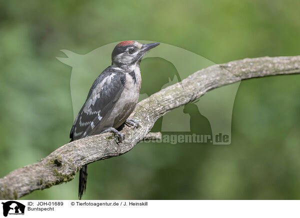 Buntspecht / Great spotted woodpecker / JOH-01689