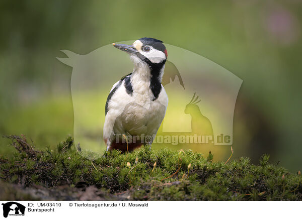 Buntspecht / UM-03410