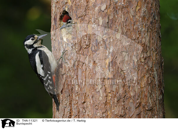 Buntspecht / great spotted woodpecker / THA-11321