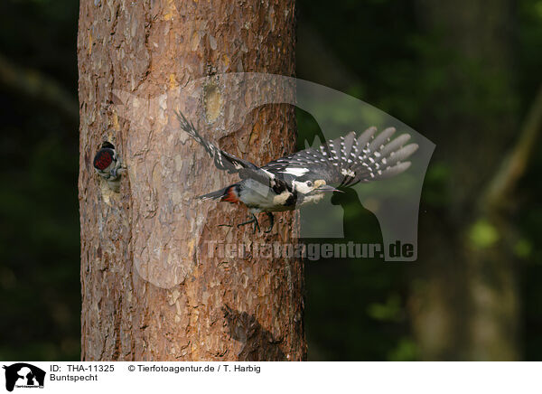 Buntspecht / THA-11325