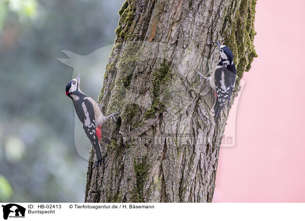 Buntspecht / HB-02413