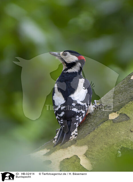 Buntspecht / great spotted woodpecker / HB-02414
