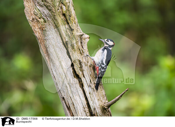 Buntspecht / DMS-17568