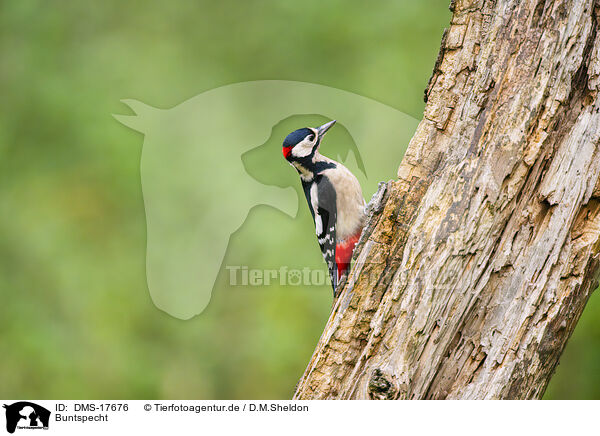 Buntspecht / great spotted woodpecker / DMS-17676
