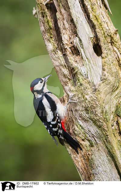 Buntspecht / great spotted woodpecker / DMS-17862