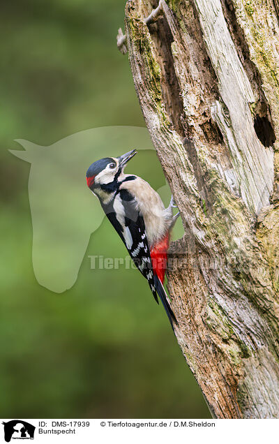 Buntspecht / DMS-17939