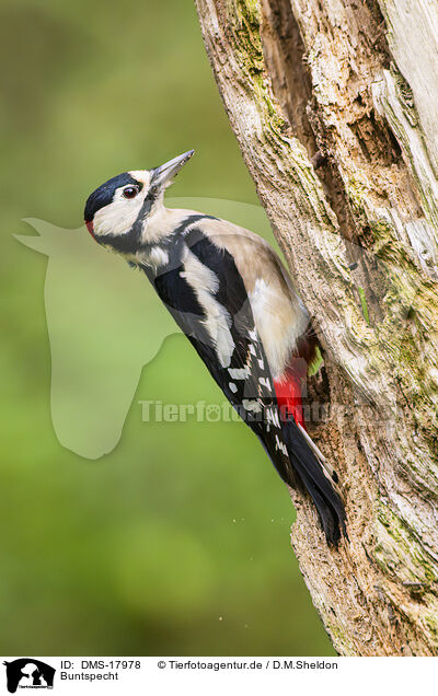 Buntspecht / DMS-17978