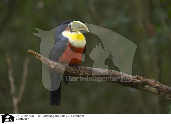 Bunttukan / red-breasted toucan / JR-01585