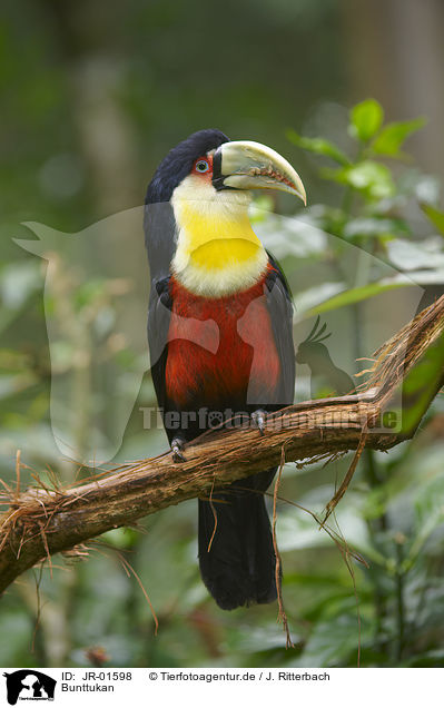 Bunttukan / red-breasted toucan / JR-01598