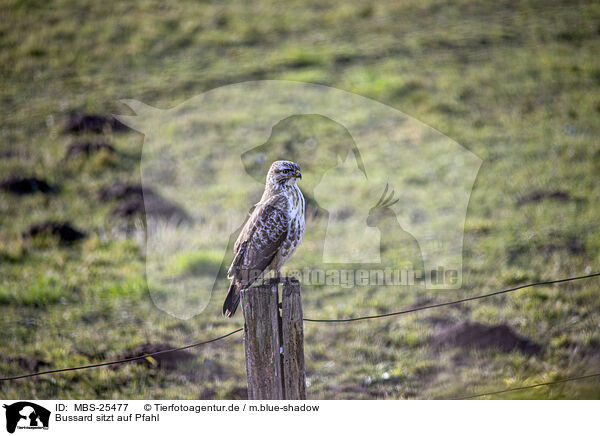 Bussard sitzt auf Pfahl / Buzzard sitting on stake / MBS-25477