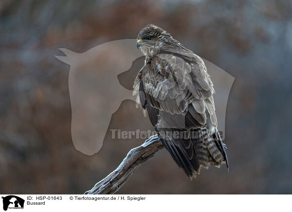 Bussard / buzzard / HSP-01643