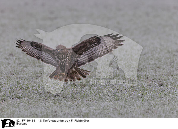 Bussard / buzzard / FF-16484