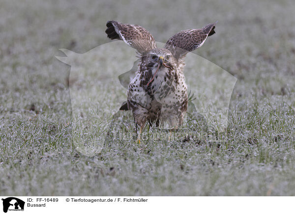 Bussard / buzzard / FF-16489