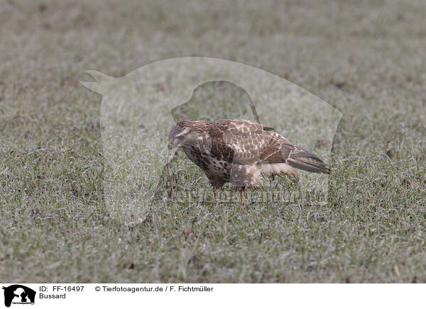 Bussard / buzzard / FF-16497