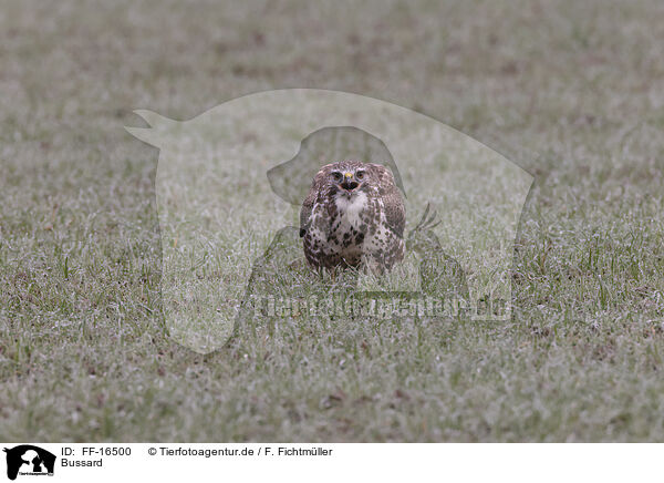 Bussard / buzzard / FF-16500