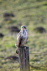 Bussard sitzt auf Pfahl