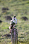 Bussard sitzt auf Pfahl