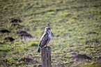 Bussard sitzt auf Pfahl