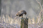 Bussard sitzt auf Pfahl