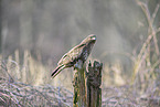 Bussard sitzt auf Pfahl