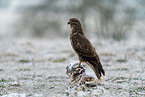 Bussard