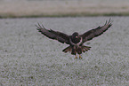 Bussard