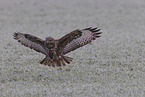 Bussard