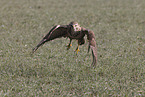 Bussard