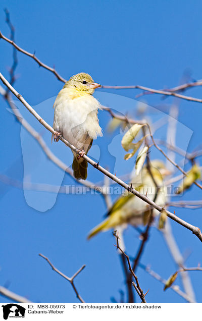 Cabanis-Weber / lesser masked weaver / MBS-05973