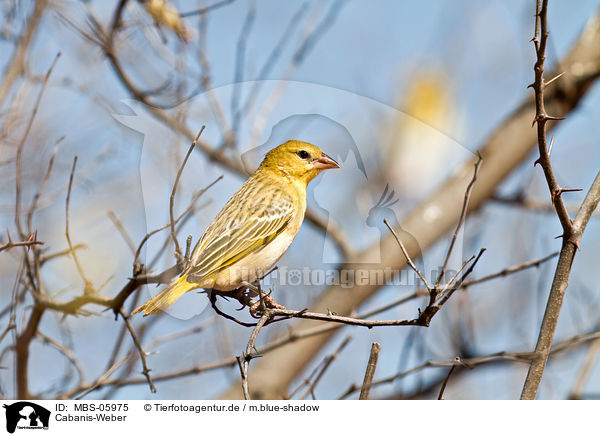 Cabanis-Weber / lesser masked weaver / MBS-05975