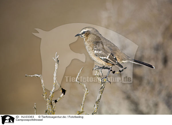 Camposspottdrossel / chalk-browed mockingbird / HJ-03363