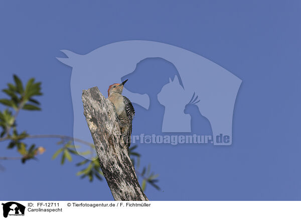 Carolinaspecht / red-bellied woodpecker / FF-12711