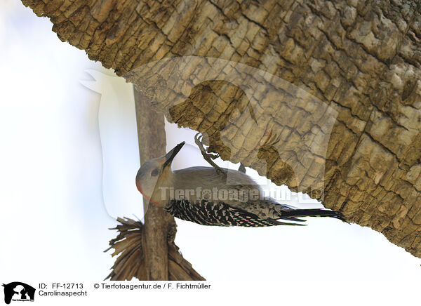 Carolinaspecht / red-bellied woodpecker / FF-12713