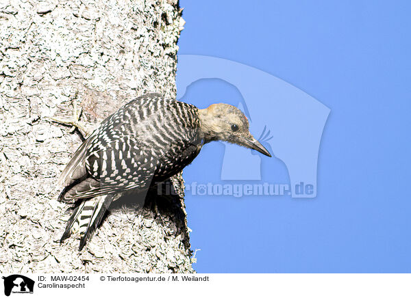 Carolinaspecht / red-bellied woodpecker / MAW-02454
